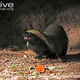 Illustration for article titled Monday Mustelid - Galictis cuja Edition